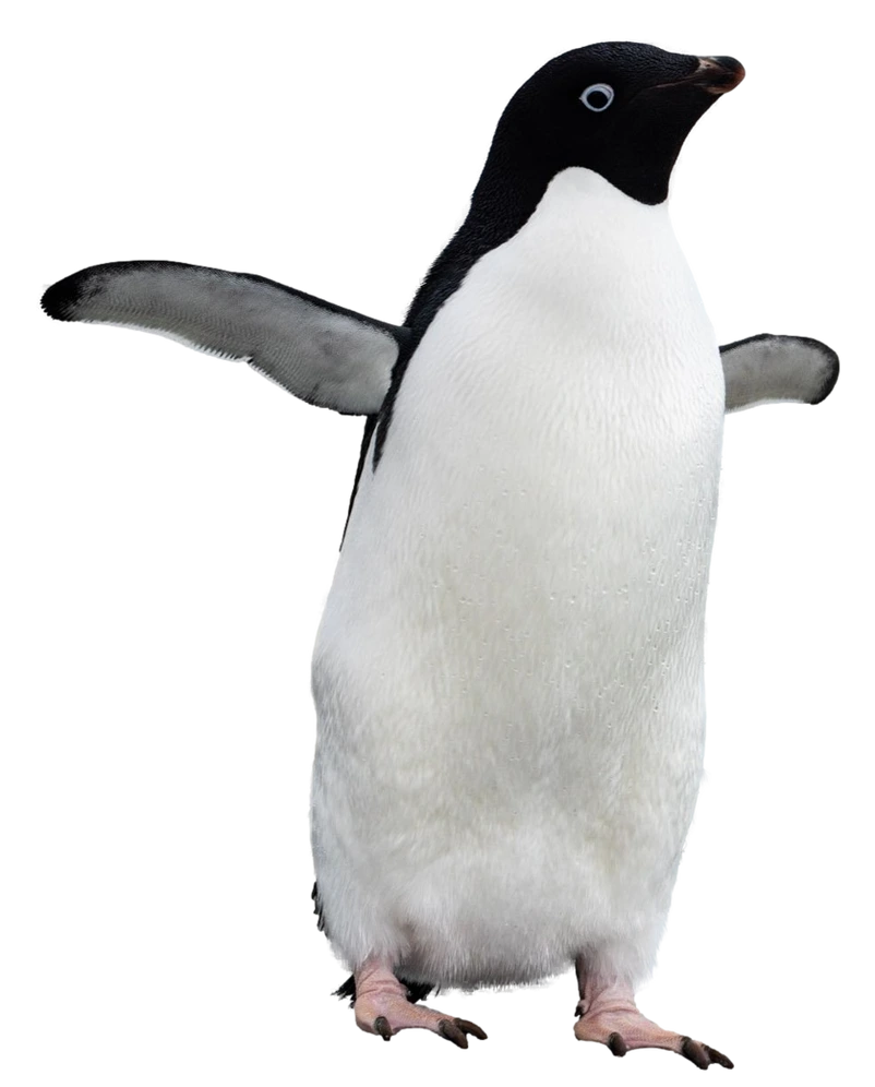 Werner Herzogun sənədli filmindəki “tək pinqvin” səhnəsi sosial şəbəkələrdə niyə viral oldu?